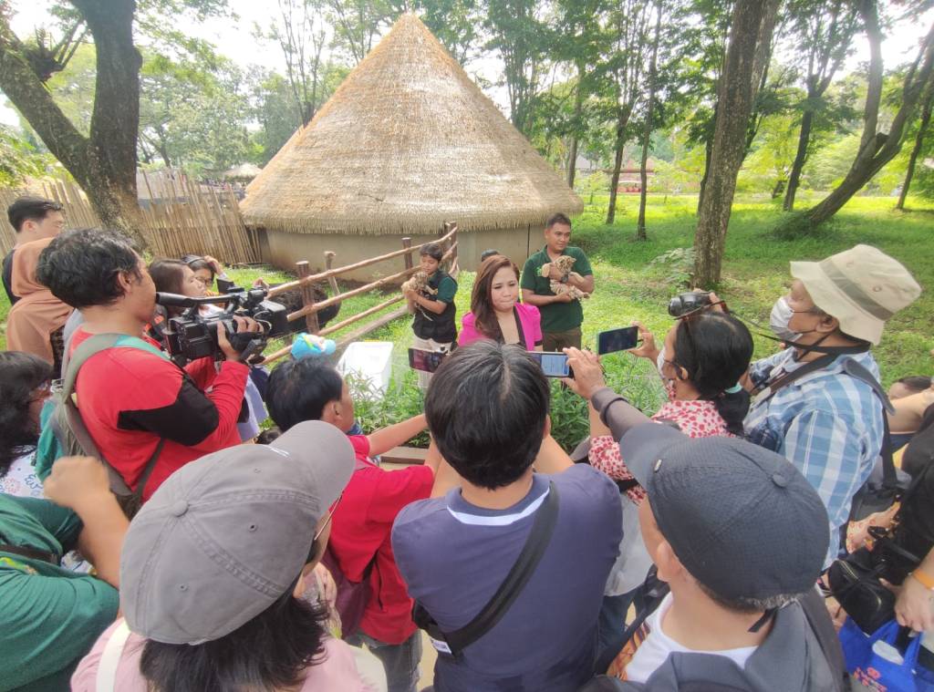 Harimau Benggala Yang Terancam Punah Melahirkan Tiga Bayi Di Solo&nbsp;Safari