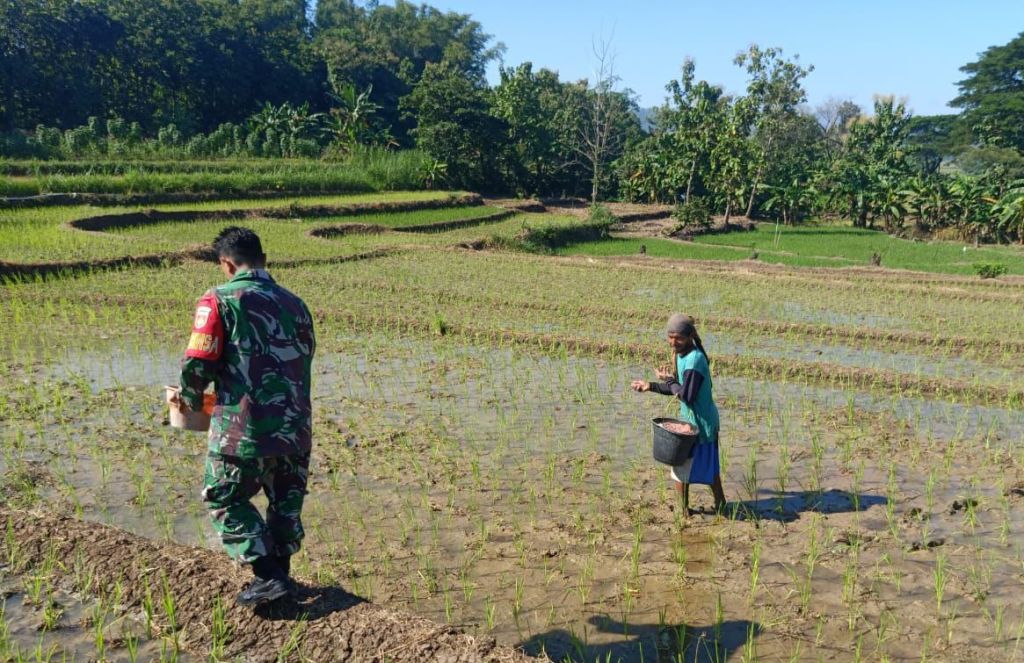 Jaga Kesuburan Padi, Babinsa Bantu Petani Tebarkan&nbsp;Pupuk