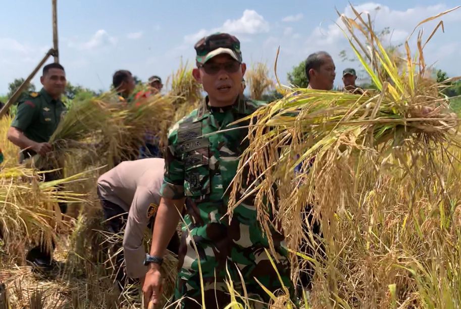 Dukung Ketahanan Pangan, Kodim 0728/Wonogiri Gelar Panen Raya Di&nbsp;Eromoko