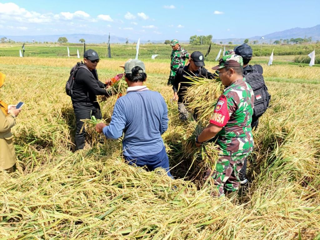 Babinsa Dan PPL Nguntoronadi Dampingi Petani Panen Dan Ubinan&nbsp;Padi
